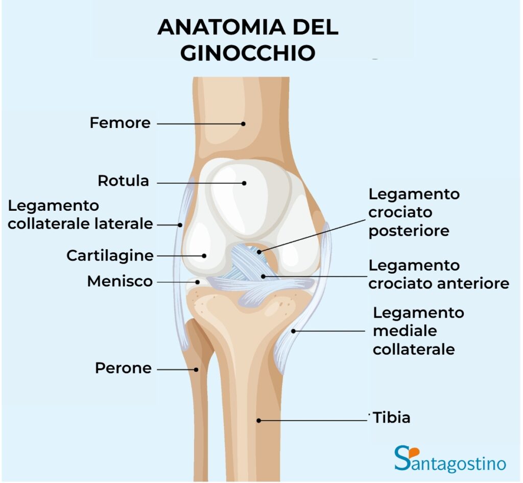 anatomia del ginocchio santagostino garbatella