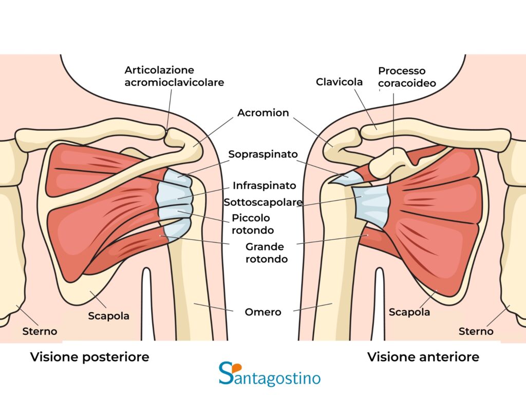 Anatomia spalla santagostino garbatella